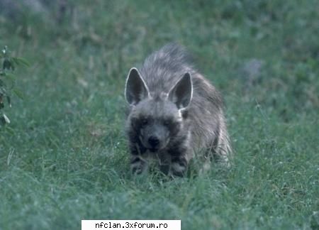 Are Vre-o Sansa Clanu In PGL - dak mar asculta la comportament am avea multe - Generalitati